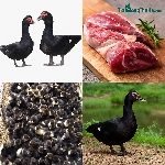 Toàn Tập Về Ngan Trâu: Đặc Điểm Ngoại Hình, Sức Đề Kháng Và Năng Suất Thịt Cao