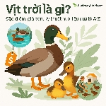 Vịt Trời Là Gì? Đặc Điểm, Giá Bán, Kỹ Thuật Nuôi Vịt Trời Từ A–Z