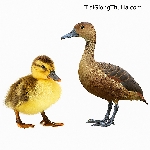 Giống Vịt Trời Mỏ Chì – Đặc Sản Thịt Ngon, Dễ Nuôi, Lợi Nhuận Cao