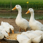 Vịt Bơ Bao Nhiêu Ngày Xuất Chuồng? Thời Gian Nuôi Và Cách Tăng Trọng Nhanh Nhất