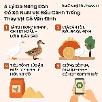 5 Lý Do Nông Dân Đổ Xô Nuôi Vịt Bầu Cánh Trắng Thay Vịt Cỏ Vân Đình