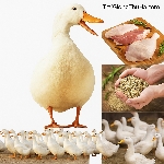 Toàn Tập Về Giống Vịt Siêu Nạc Grimaud – Ưu Điểm, Năng Suất Và Cách Nuôi