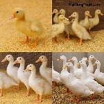 Lịch Chăm Sóc Vịt Anh Đào Từng Giai Đoạn: Từ 1 Ngày Tuổi Đến Xuất Chuồng Chuẩn Kỹ Thuật