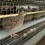 Cách Nuôi Chim Cút Nhật Trong Chuồng Lưới – Giảm Mùi, Tăng Sản Lượng Hiệu Quả