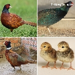 Mua Chim Trĩ Ở Đâu Uy Tín? Trại Giống Gửi Hàng Toàn Quốc – Cam Kết Con Giống Chất Lượng