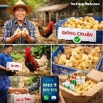 Địa Chỉ Mua Gà Mía Thuần Uy Tín, Chuẩn Giống, Giao Toàn Quốc