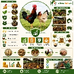 Mô Hình Chăn Nuôi Gà Mía Thuần Đem Lại Hiệu Quả Kinh Tế Cao Và Bền Vững
