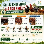 Gà Lai Chọi Giống Giá Bao Nhiêu? Cập Nhật Bảng Giá Mới Nhất