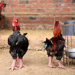 Gà Đông Tảo Quà biếu