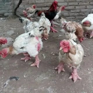 Gà Đông Tảo mái tuyển chọn