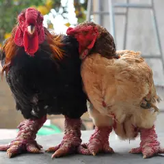 Gà Đông Tảo Bố Mẹ thuần chủng
