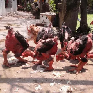 Cách chọn gà đông tảo thuần chủng