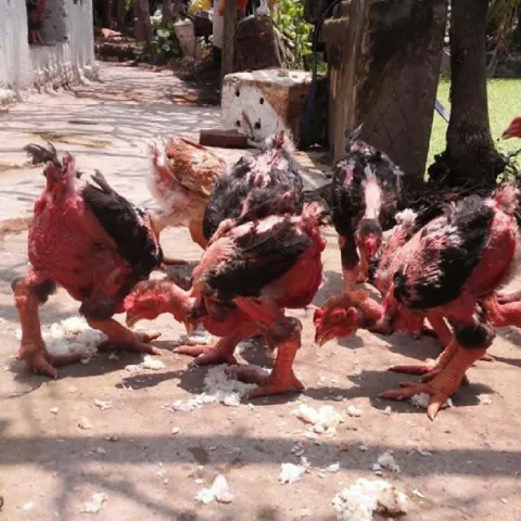 Cách chọn gà đông tảo thuần chủng