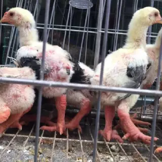Gà Đông Tảo 1.5 tháng tuổi