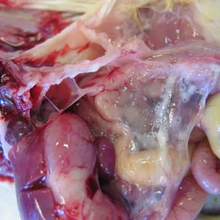 Hướng dẫn phòng và trị bệnh E.COLO ( COLOBACILLOSIS )