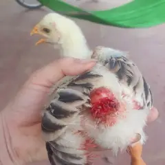 Triệu chứng cắn/mổ nhau