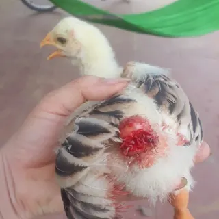 Triệu chứng cắn/mổ nhau