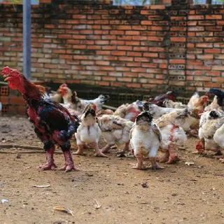 phòng và trị bệnh cho gà đông tảo mùa mưa