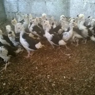Gà quý phi 1 tháng tuổi