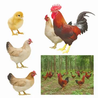Ưu Nhược Điểm Của Giống Gà Lạc Thủy – Có Nên Nuôi Không?