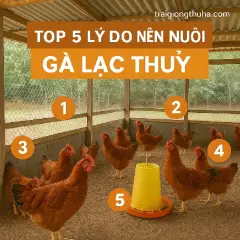 Top 5 Lý Do Nên Nuôi Gà Lạc Thủy