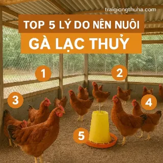 Top 5 Lý Do Nên Nuôi Gà Lạc Thủy