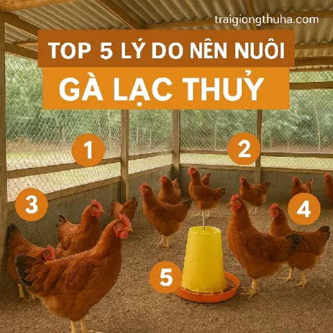 Top 5 Lý Do Nên Nuôi Gà Lạc Thủy