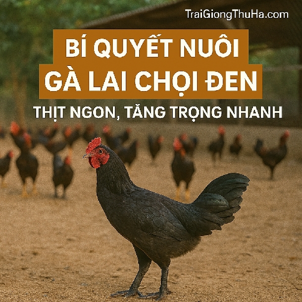 Bí Quyết Nuôi Gà Lai Chọi Đen Thịt Ngon, Tăng Trọng Nhanh