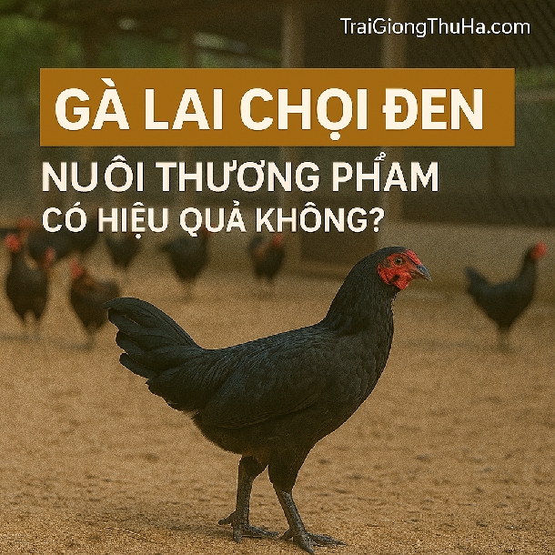  Gà Lai Chọi Đen Nuôi Thương Phẩm Có Hiệu Quả Không?
