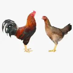 Gà Lai Chọi Sọc – Tìm Hiểu Nguồn Gốc Và Các Đặc Điểm Nổi Bật