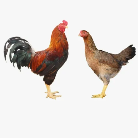 Gà Lai Chọi Sọc – Tìm Hiểu Nguồn Gốc Và Các Đặc Điểm Nổi Bật