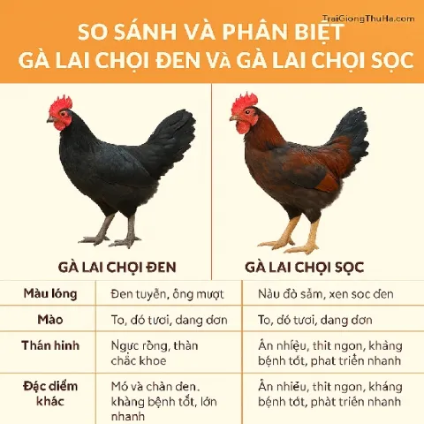 So Sánh Và Phân Biệt Gà Lai Chọi Đen Và Gà Lai Chọi Sọc