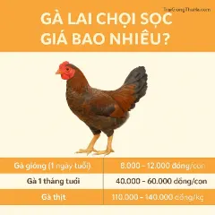 Gà Lai Chọi Sọc Giá Bao Nhiêu?