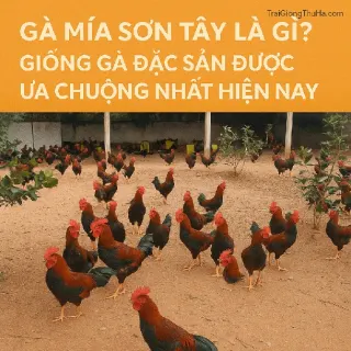 Gà Mía Sơn Tây Là Gì? Giống Gà Đặc Sản Được Ưa Chuộng Nhất Hiện Nay