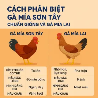 Cách Phân Biệt Gà Mía Sơn Tây Chuẩn Giống Và Gà Mía Lai