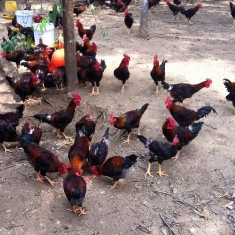 Khám Phá Gà Mía Sơn Tây Thuần – Giống Gà Đặc Sản Mang Đậm Hồn Quê Bắc Bộ