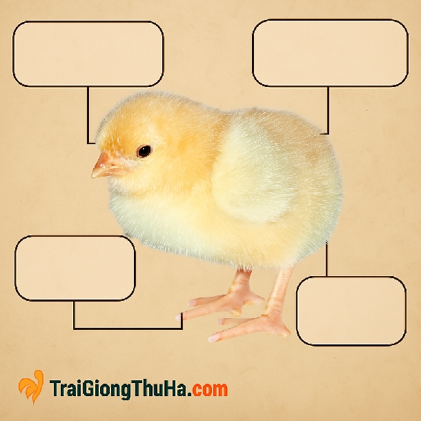 Địa Chỉ Mua Gà Mía Sơn Tây Giống Chuẩn – Uy Tín, Giao Hàng Toàn Quốc