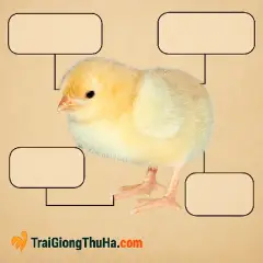 Địa Chỉ Mua Gà Mía Sơn Tây Giống Chuẩn – Uy Tín, Giao Hàng Toàn Quốc
