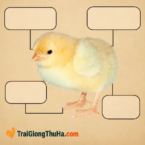 Địa Chỉ Mua Gà Mía Sơn Tây Giống Chuẩn – Uy Tín, Giao Hàng Toàn Quốc