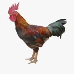 Gà Mía Sơn Tây – Mô Hình Chăn Nuôi Hiệu Quả Cho Hộ Gia Đình & Trang Trại Nhỏ