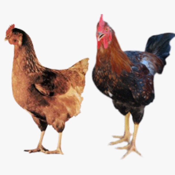 Nên Nuôi Kết Hợp Gà Mía Và Gà Lai Chọi Không?