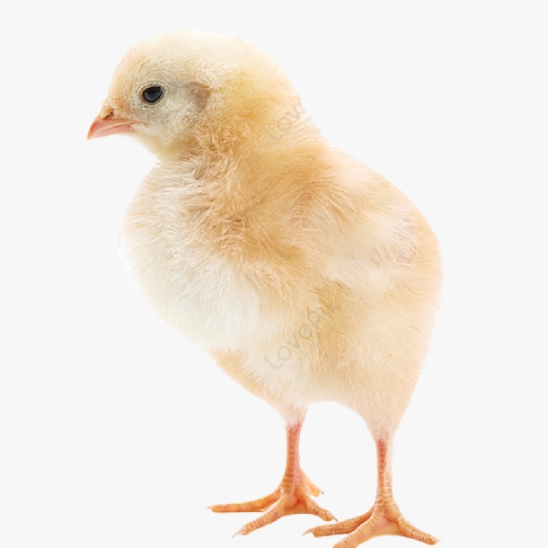 So Sánh Chi Tiết Lãi – Lỗ Từng Giống Gà Ta Theo Mô Hình Thả Vườn