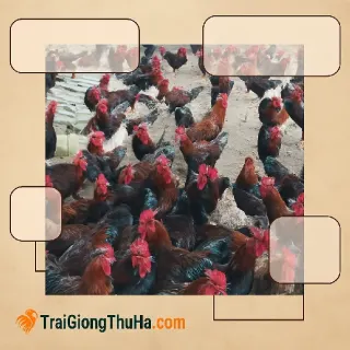 Cách nuôi gà Mía khỏe mạnh, ít tốn thuốc?
