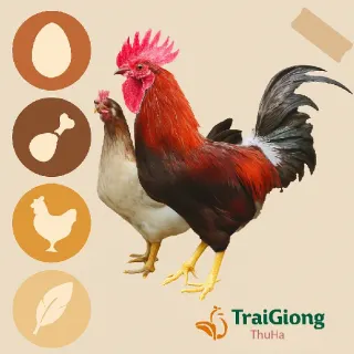 Lịch Tiêm Phòng Và Thảo Dược Tăng Đề Kháng Cho Gà Mía Thuần Sơn Tây