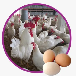 Mua Gà Siêu Đẻ Ai Cập Ở Đâu Uy Tín? Bảng Giá Gà Ai Cập Giống Mới Nhất