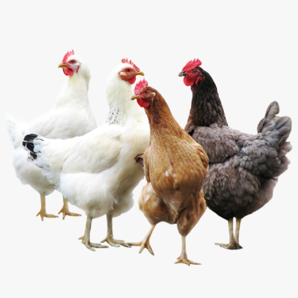 Nên Chọn Nuôi Gà Ai Cập Vằn Hay Gà Ai Cập Trắng?