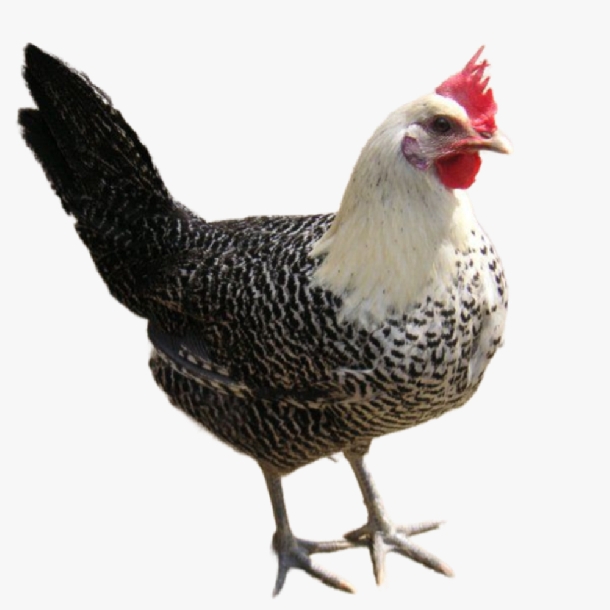 Gà Ai Cập Vằn Có Tốt Không? Đẻ Bao Nhiêu Trứng? Kỹ Thuật Nuôi Hiệu Quả Cao