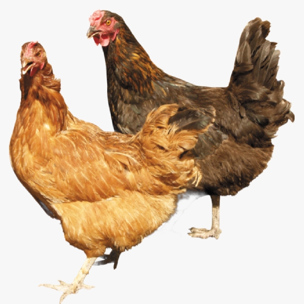 Gà Siêu Đẻ IZ – Lựa Chọn Số 1 Cho Người Muốn Làm Giàu Từ Chăn Nuôi Gà Trứng