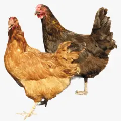 Gà Siêu Đẻ IZ – Lựa Chọn Số 1 Cho Người Muốn Làm Giàu Từ Chăn Nuôi Gà Trứng