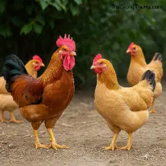 Giữa Gà Ri Lai 3/4 Và 7/8 – Nên Chọn Giống Nào Cho Mô Hình Gia Trại Kinh Tế Cao?